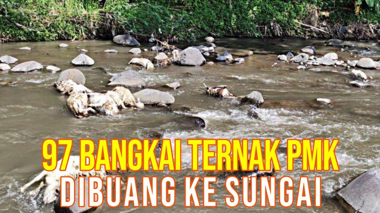 
                                 Pembuangan-Bangkai-Kambing-PMK-Ke-Sungai